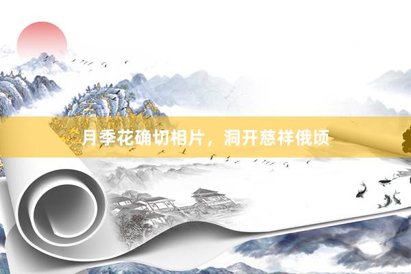 月季花确切相片，洞开慈祥俄顷