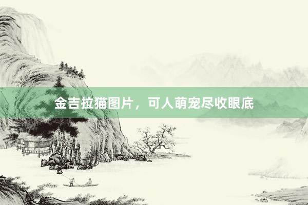 金吉拉猫图片，可人萌宠尽收眼底